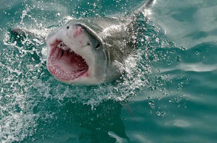 Great White Sharks teeth