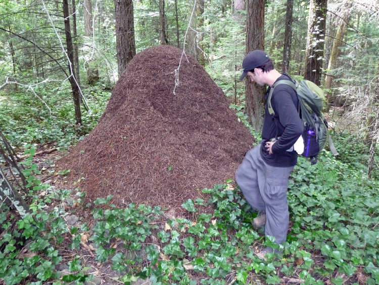 weaver ant mound