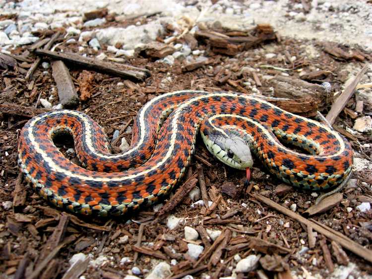 Coast Garter Snake