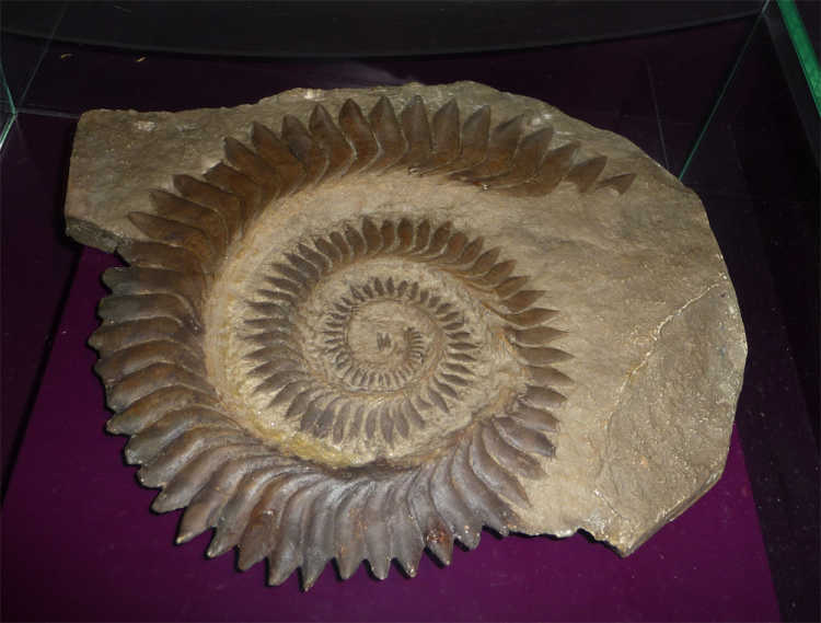 Helicoprion 1