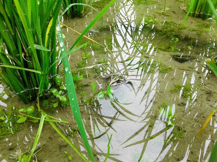 Paddy Fields frog water 