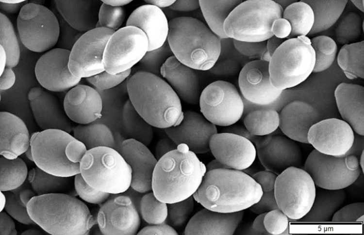 Yeast microbes fungus microscopic image