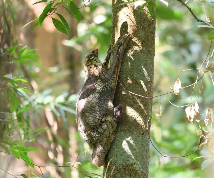 Sunda Flying Lemur