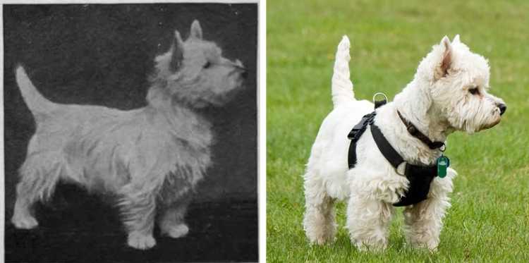 West Highland Terrier then and now transformation