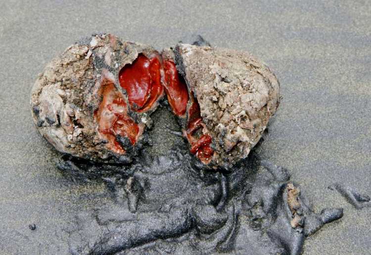 Pyura Chilensis Meat Stone sea creature