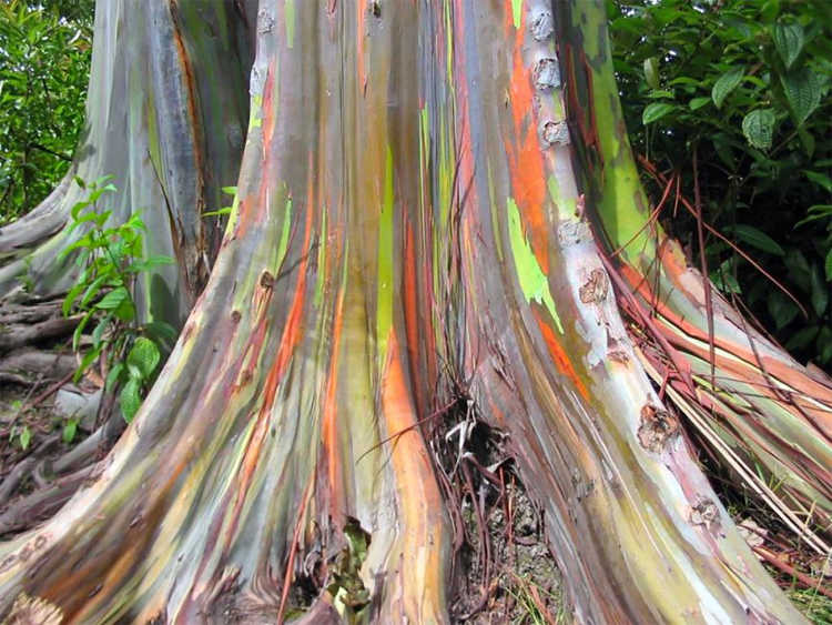 Rainbow eucalyptus tree trunk