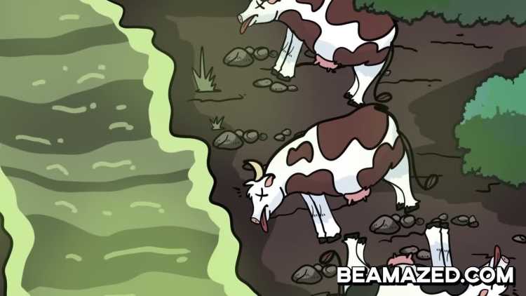 cattle dying of anatoxin-a