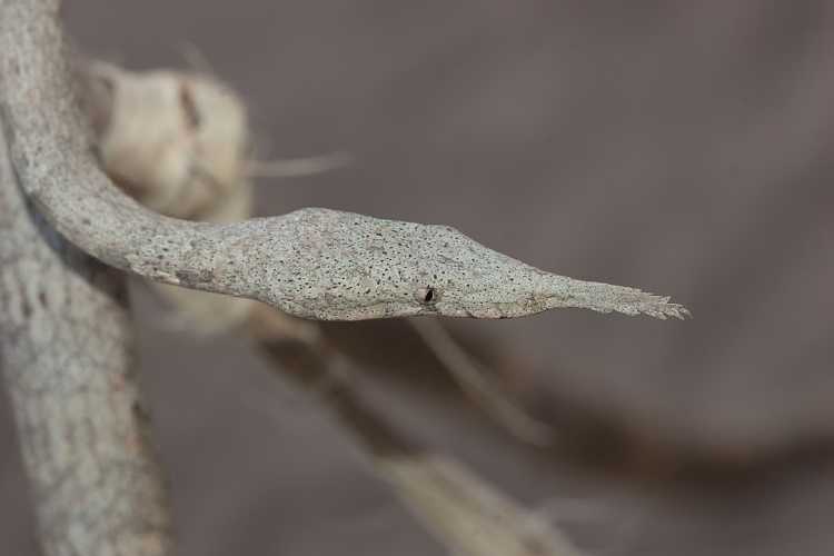 Malagasy leaf-nosed snake female