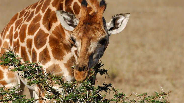 giraffe eating acacia thorns