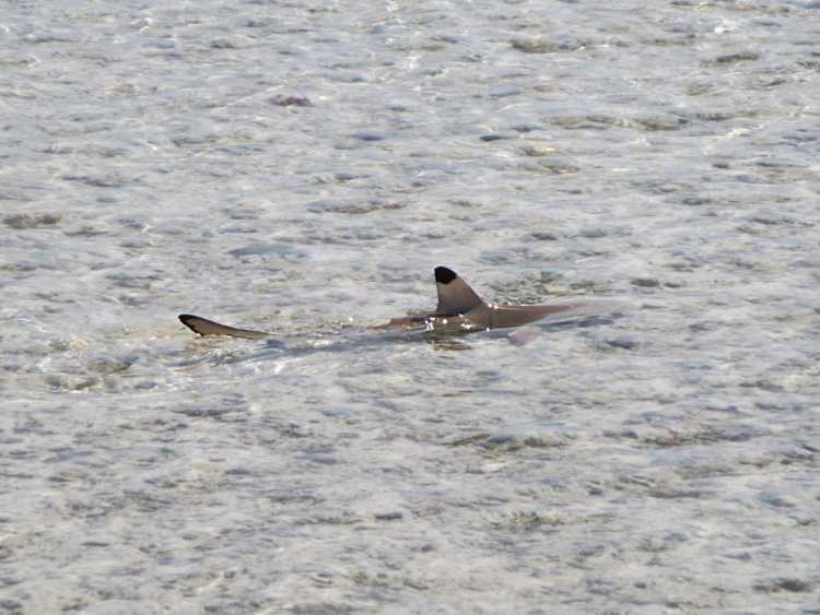 Blacktip Reef Shark (24280708779)