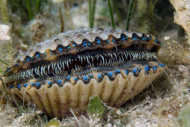 scallop eyes