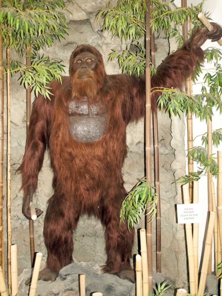 Gigantopithecus Blacki
