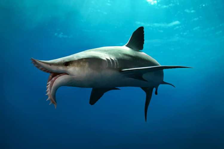 Largest Sea Creatures that EVER Existed Edestus