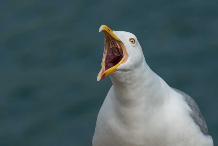 Most Dangerous Birds on Earth European Herring Gull