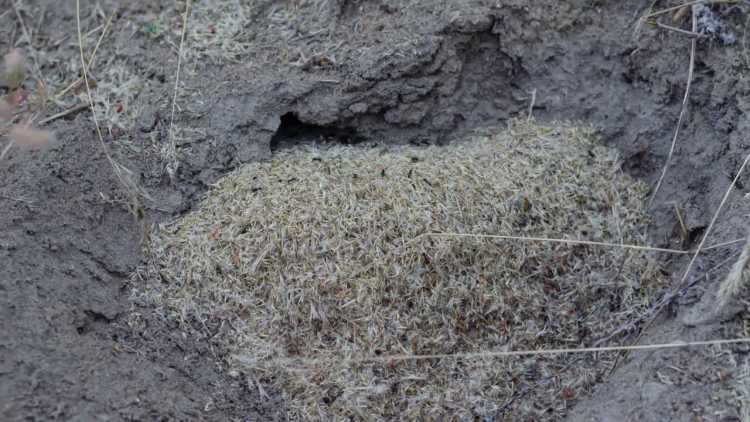 Indian Harvester Ants nest 