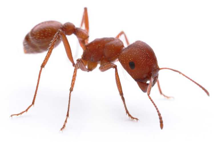 Maricopa Harvester Ant Dangerous Bugs