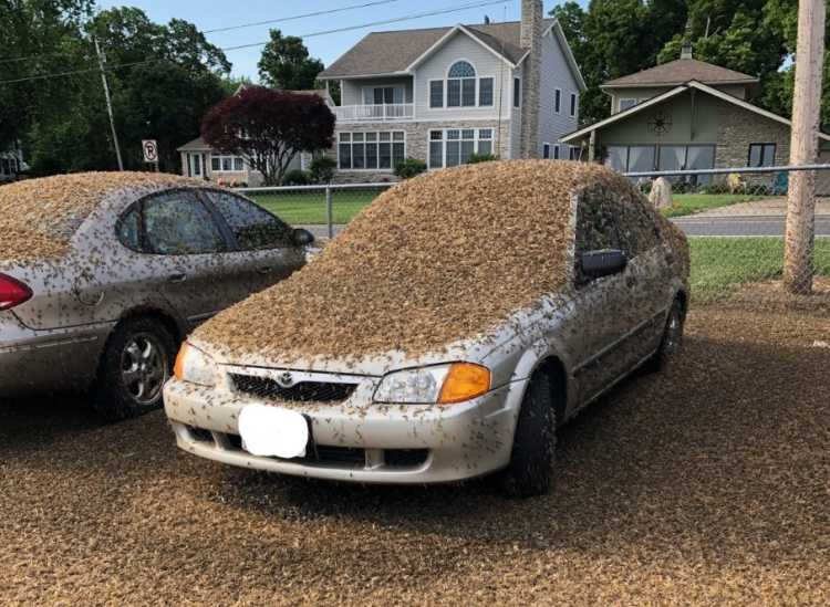 mayfly swarms