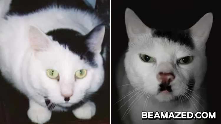 cats look like hitlar