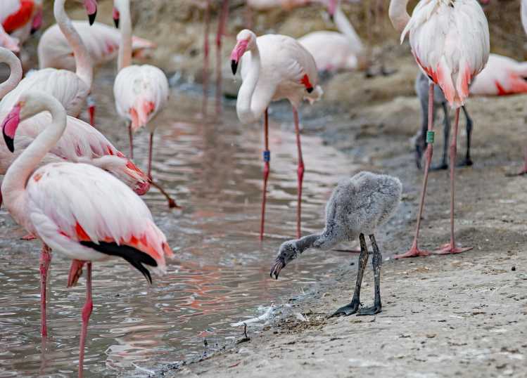 Baby Flamingo chick