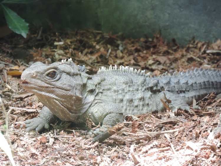 Tuatara reptile long living lifespan