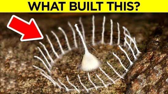 Unbelievable Structures Built By Insects