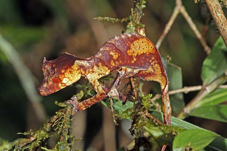 Satanic leaf-tailed gecko Uroplatus phantasticus