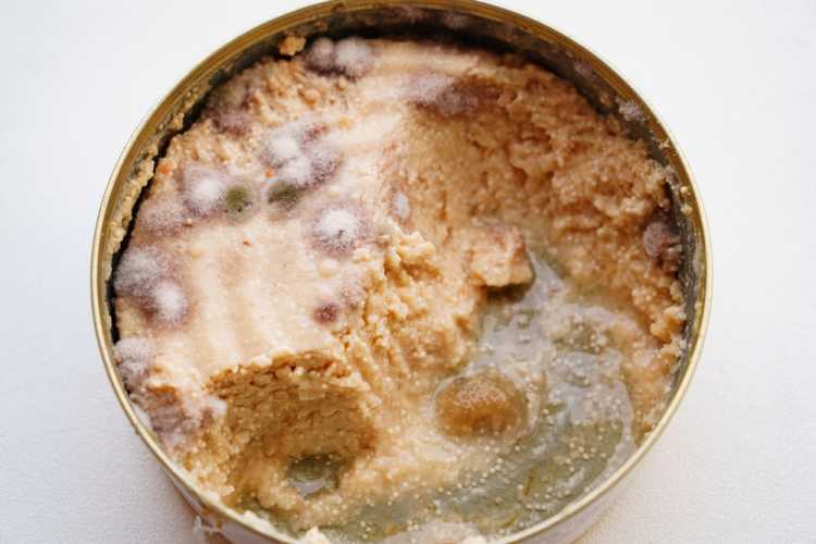 rotten canned food
