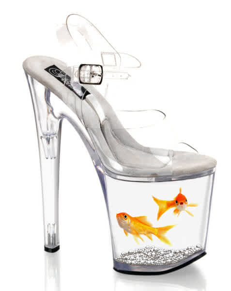 Goldfish in Shoe