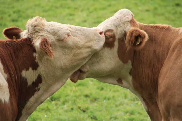 Cows Have Best Friends