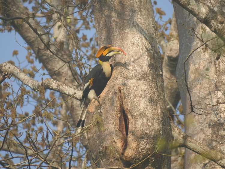 hornbill nest