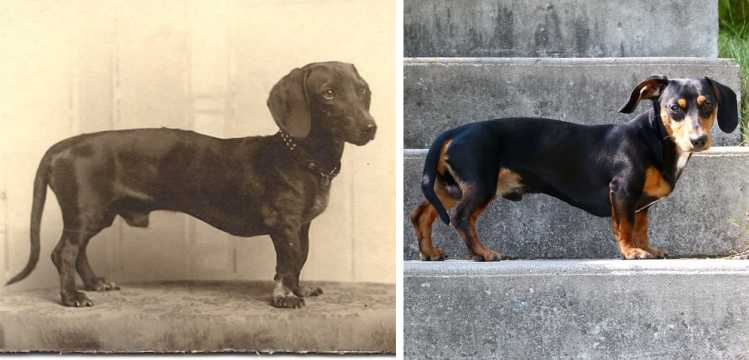 Dachshund then and now