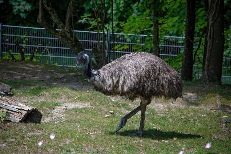 Most Dangerous Birds on Earth Emu