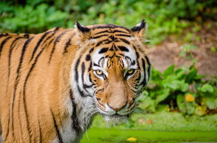 Visualising a billion dollars Buy All Remaining Wild Tigers - And Clone Them!