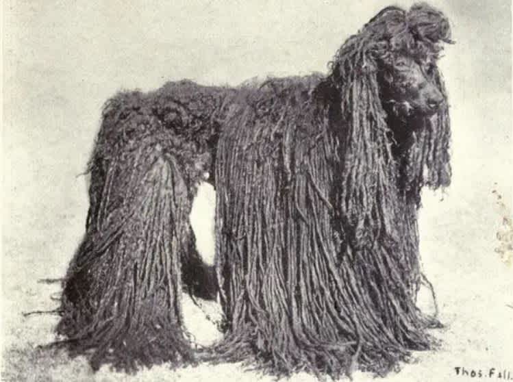 Poodles 1915