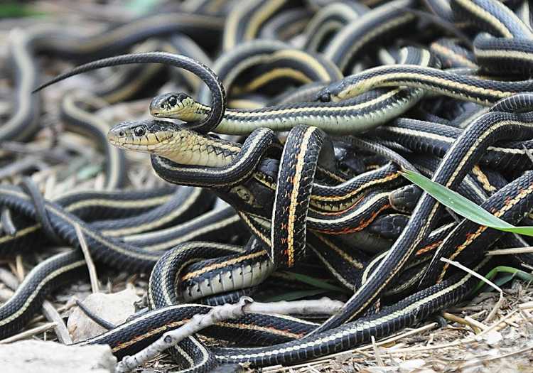 garter snakes mating frenzy 