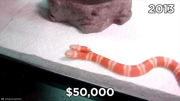 bicephaly snake price