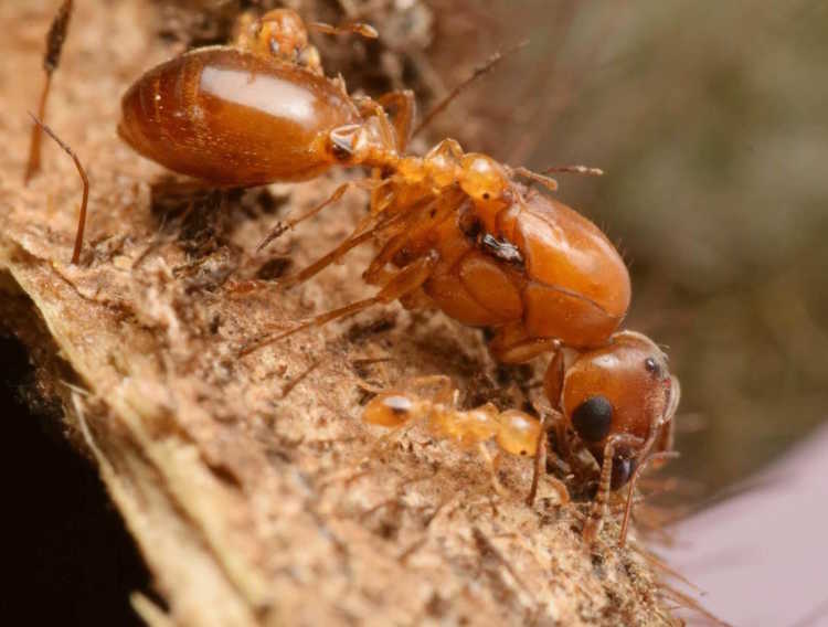 20. Allomerus Ants