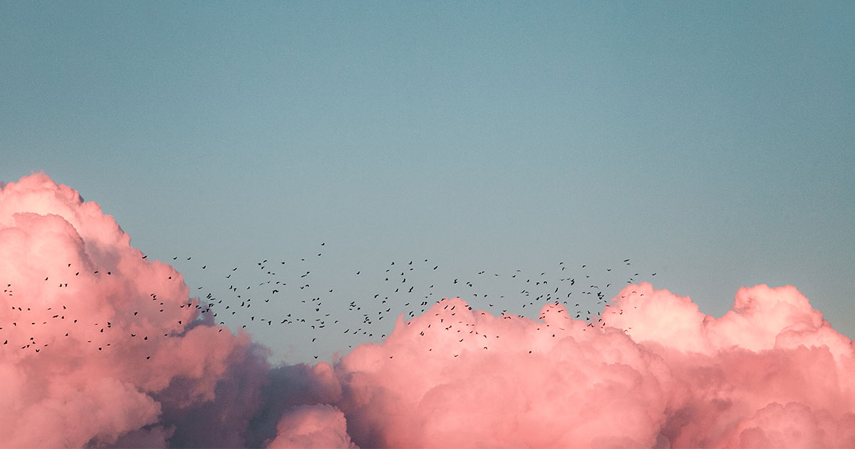 stor flock fåglar som flyger på distans med rosa moln och blå himmel i bakgrunden.