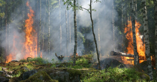 Skogsbrand: Information om försäkring för bil-, hus- och skogsägare