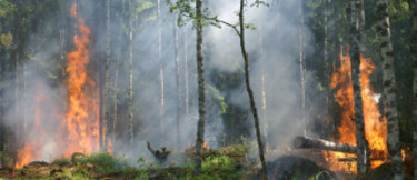 Skogsbrand: Information om försäkring för bil-, hus- och skogsägare