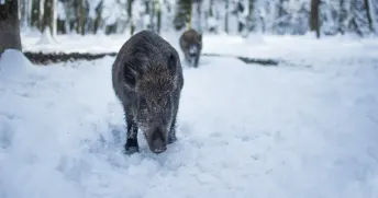 Två vildsvin som bökar i snön. 
