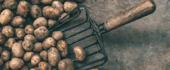 Potatis på en brun betongbakgrund tillsammans med en potatisskopa.