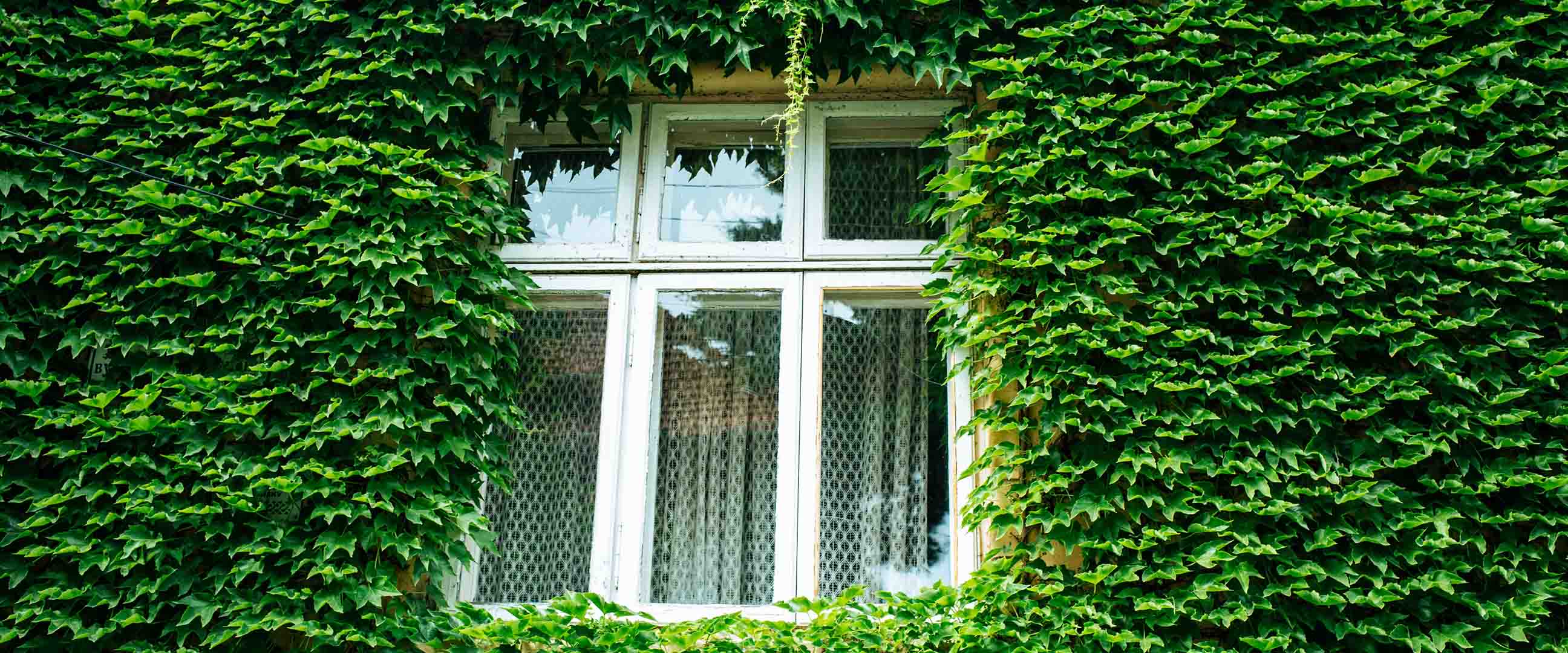 Husvägg, täckt i grönska, med fönster