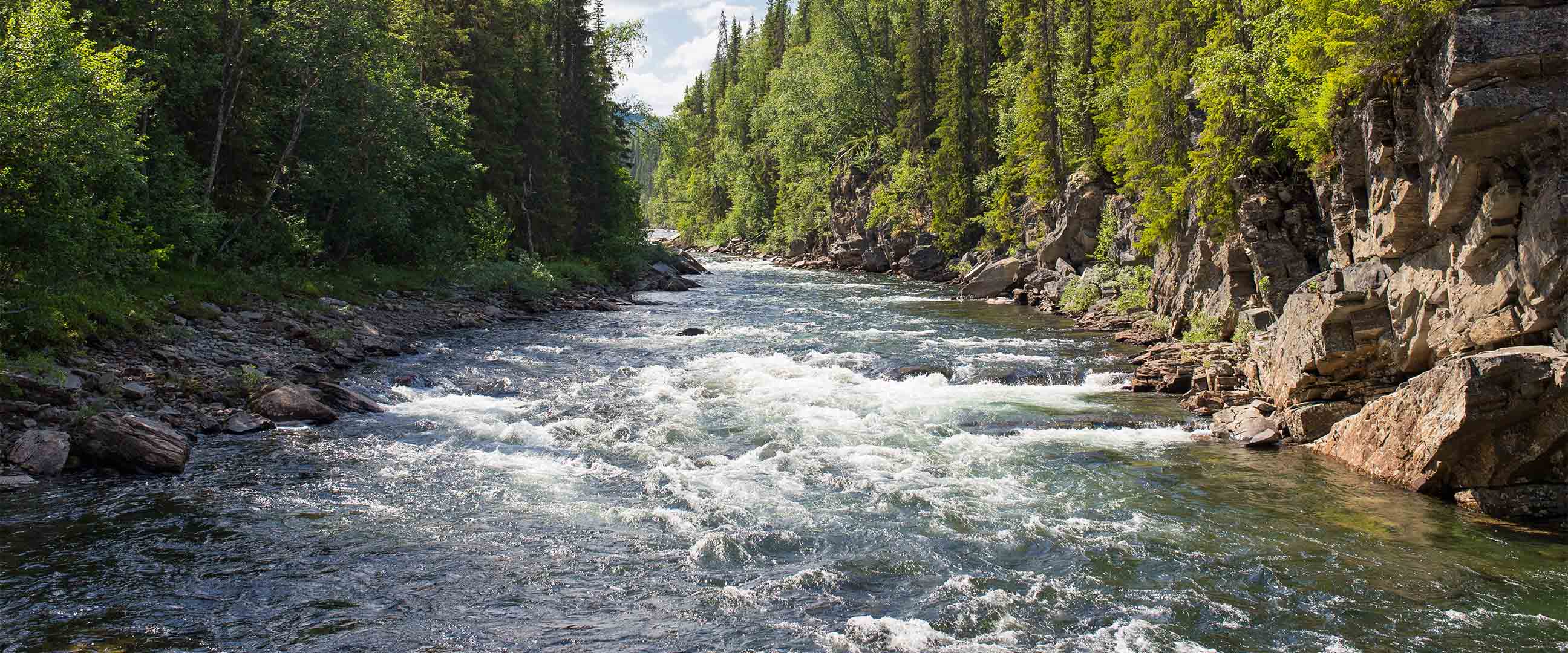 Fors som rinner genom en skog
