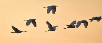 Fåglar som flyger mot en gul himmel