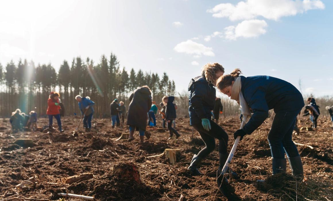 vandebron bos bomen planten