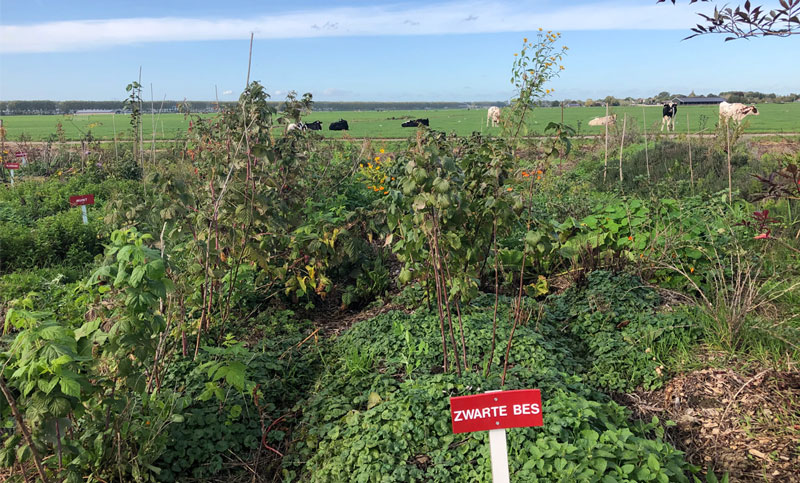 regeneratieve landbouw in nederland