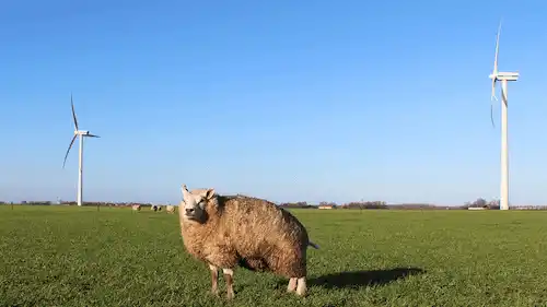 Schaap in een veld met windmolens