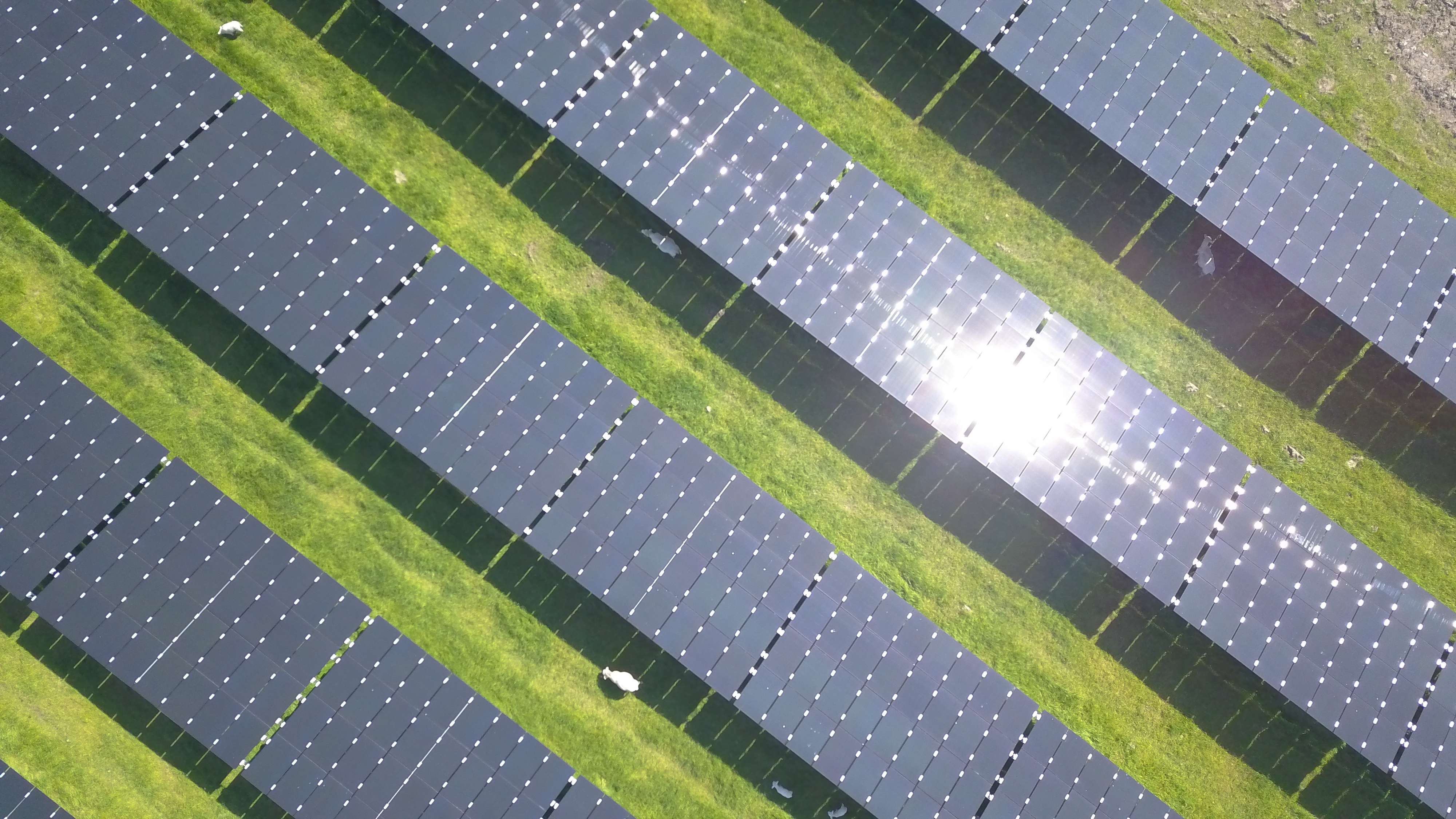 Een groen weiland met zonnepanelen en schapen