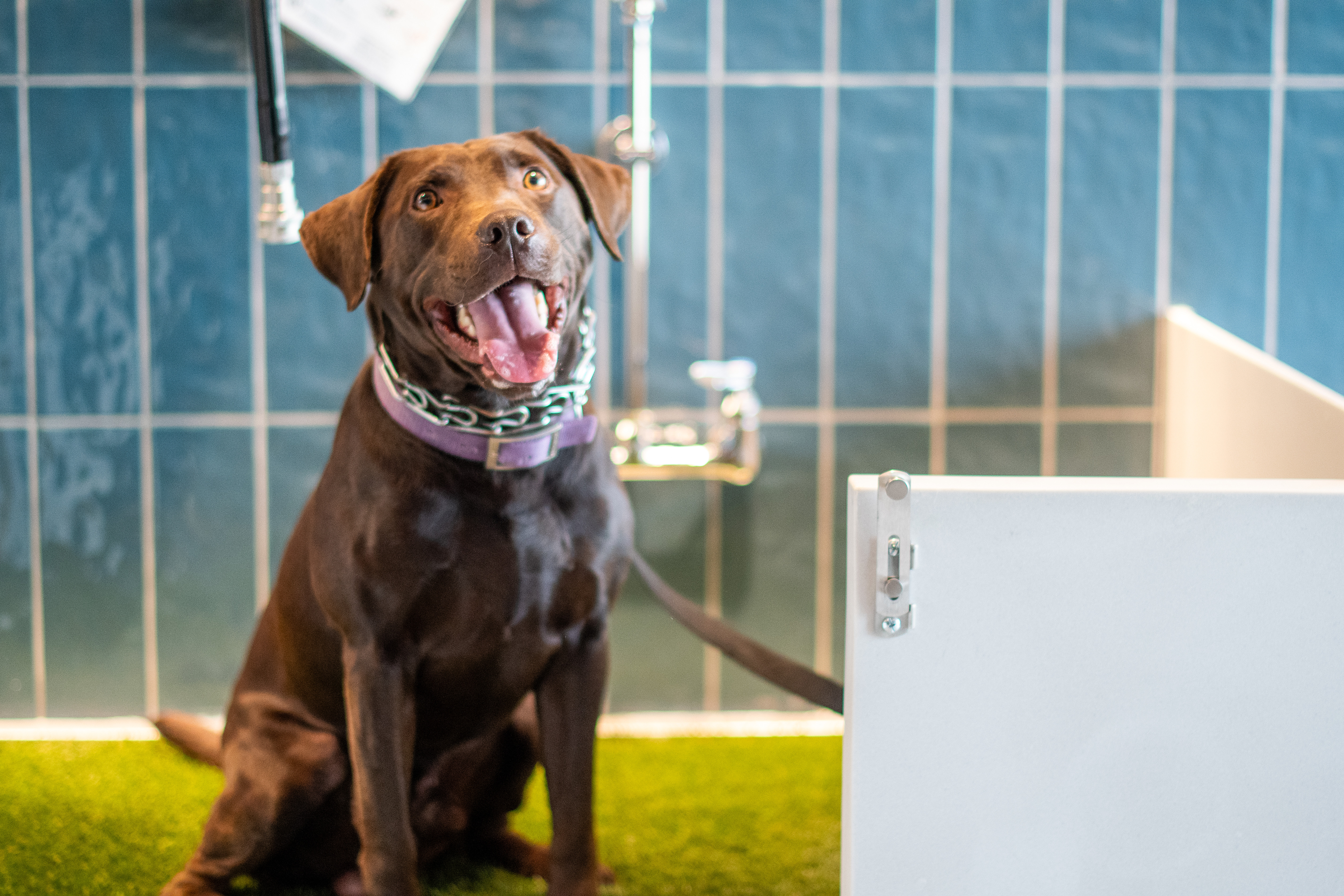 Happy chocolate Labrador named Snitch wearing purple collar sitting on green turf in pet relief area with blue tiled walls and white door.